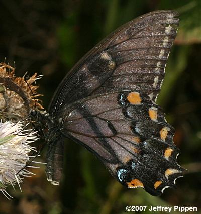 Eastern Tiger Swallowtail (Pterourus glaucus)