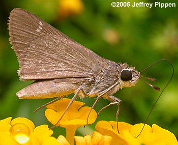 Eufala Skipper (Lerodea eufala)