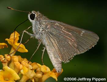 Eufala Skipper (Lerodea eufala)