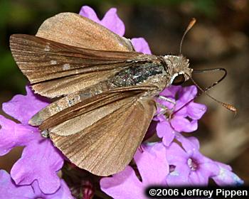 Eufala Skipper (Lerodea eufala)