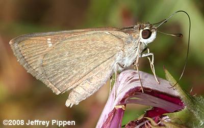 Eufala Skipper (Lerodea eufala)