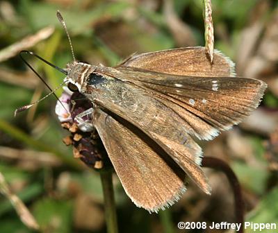 Eufala Skipper (Lerodea eufala)