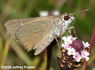 Eufala Skipper (Lerodea eufala)