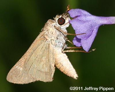 Eufala Skipper (Lerodea eufala)