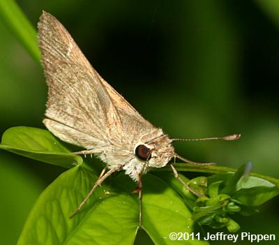 Eufala Skipper (Lerodea eufala)