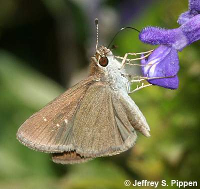 Eufala Skipper (Lerodea eufala)