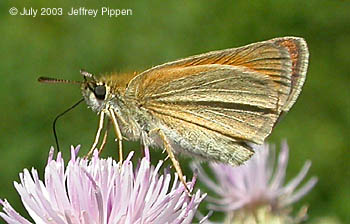 European Skipper
