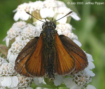 European Skipper (Thymelicus lineola)