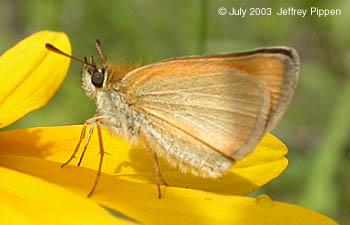 European Skipper (Thymelicus lineola)