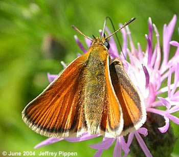 European Skipper (Thymelicus lineola)