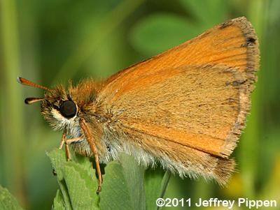 European Skipper (Thymelicus lineola)