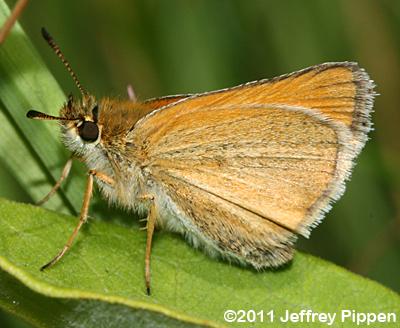 European Skipper (Thymelicus lineola)