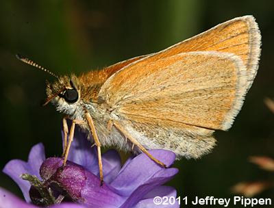 European Skipper (Thymelicus lineola)