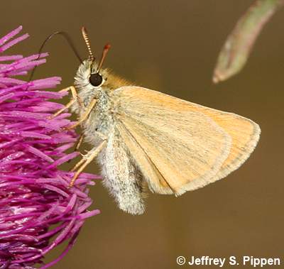 European Skipper (Thymelicus lineola)