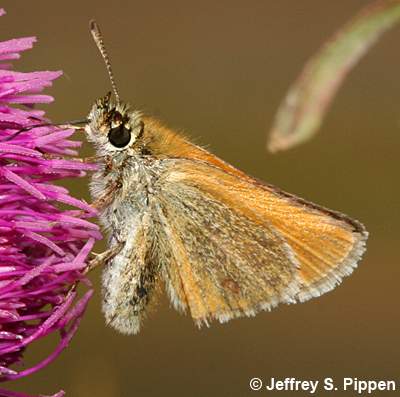 European Skipper (Thymelicus lineola)
