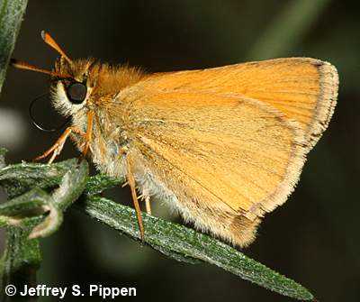 European Skipper (Thymelicus lineola)