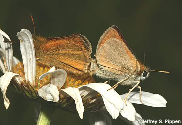 European Skipper (Thymelicus lineola)