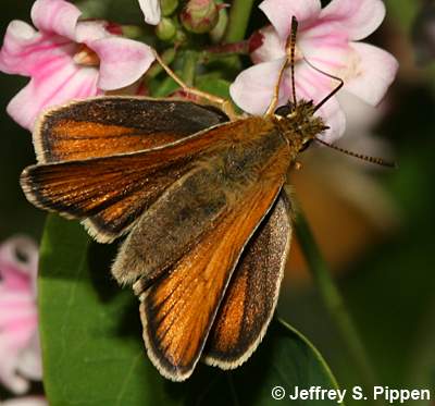 European Skipper (Thymelicus lineola)