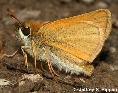 European Skipper (Thymelicus lineola)