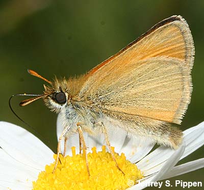 European Skipper (Thymelicus lineola)