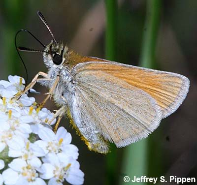 European Skipper (Thymelicus lineola)