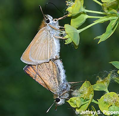 European Skipper (Thymelicus lineola)