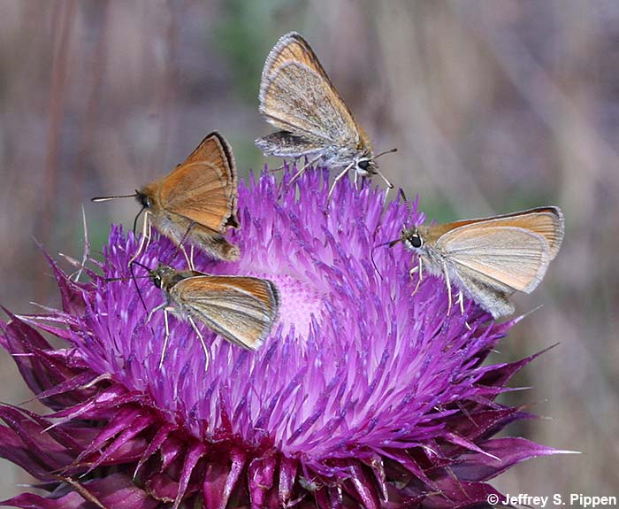 European Skipper (Thymelicus lineola)
