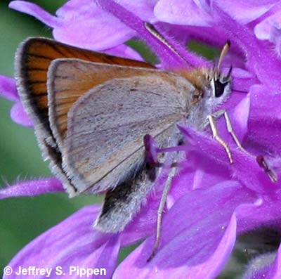 European Skipper (Thymelicus lineola)