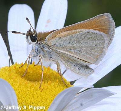 European Skipper (Thymelicus lineola)