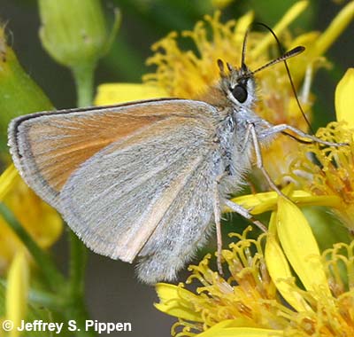 European Skipper (Thymelicus lineola)