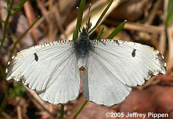 Falcate Orangetip (Anthocharis midea)