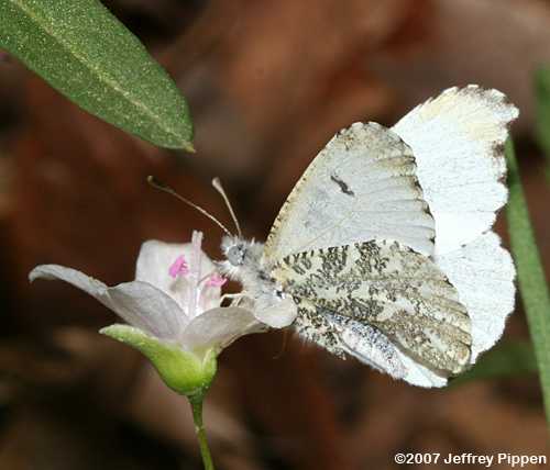 Falcate Orangetip (Anthocharis midea)