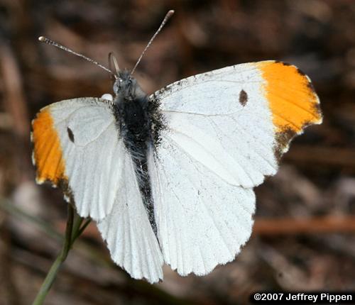 Falcate Orangetip (Anthocharis midea)