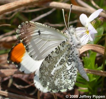 Falcate Orangetip (Anthocharis midea)