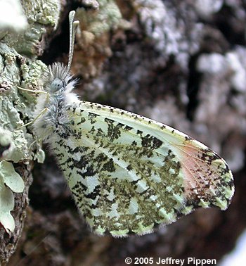 Falcate Orangetip (Anthocharis midea)