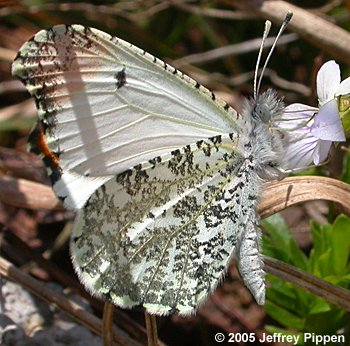 Falcate Orangetip (Anthocharis midea)