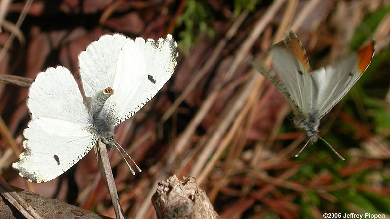 Falcate Orangetip (Anthocharis midea)