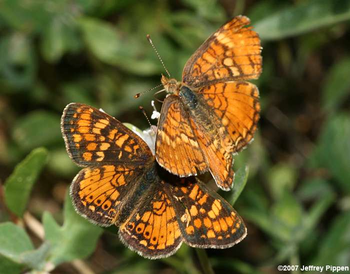 California Crescent (Phyciodes orseis) and Field Crescent (P. pulchellus)