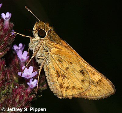 Fiery Skipper (Hylephila phyleus)