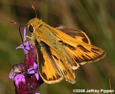 Fiery Skipper (Hylephila phyleus)