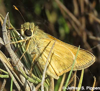 Flaveola Skipper (Atalopedes flaveola, Atalopedes clarkei)