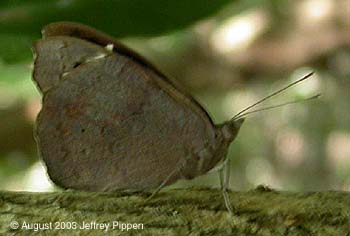 Florida Purplewing