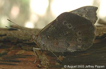 Florida Purplewing