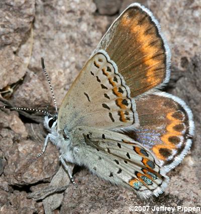 Friday's Blue (Plebejus fridayi)
