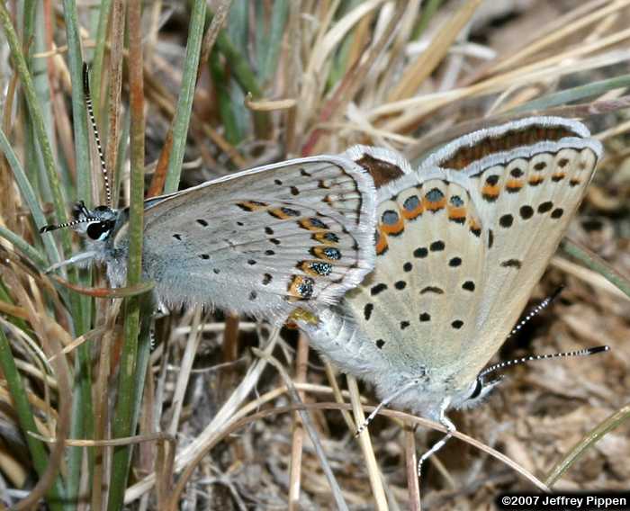 Friday's Blue (Plebejus fridayi)