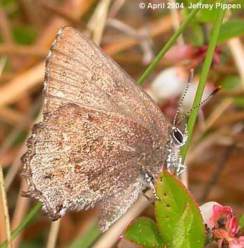 Frosted Elfin (Callophrys irus)