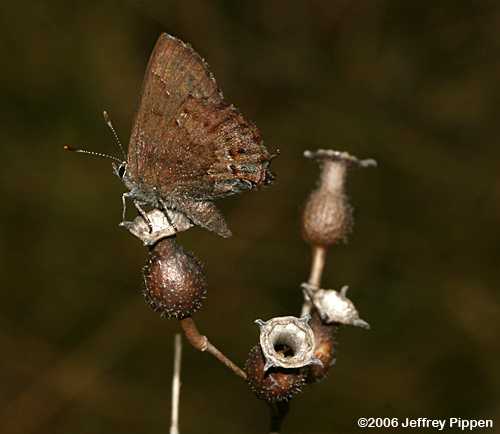 Frosted Elfin (Callophrys irus)