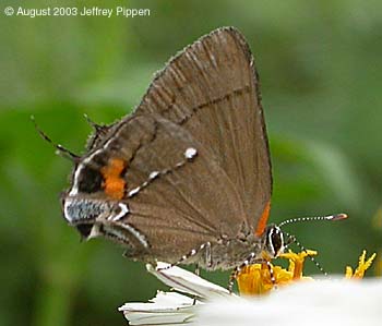 Fulvous Hairstreak (Electrostrymon angelia)