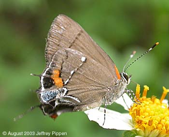 Fulvous Hairstreak (Electrostrymon angelia)