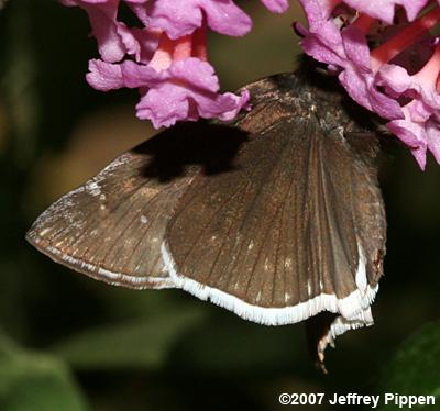 Funereal Duskywing (Erynnis funeralis)